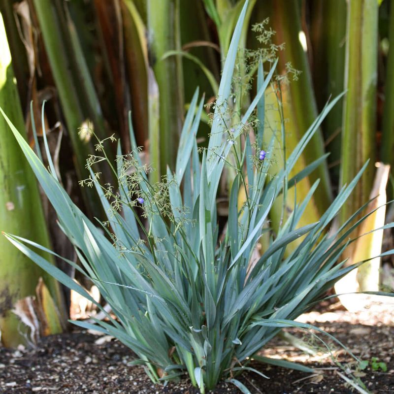 Teal Phormium