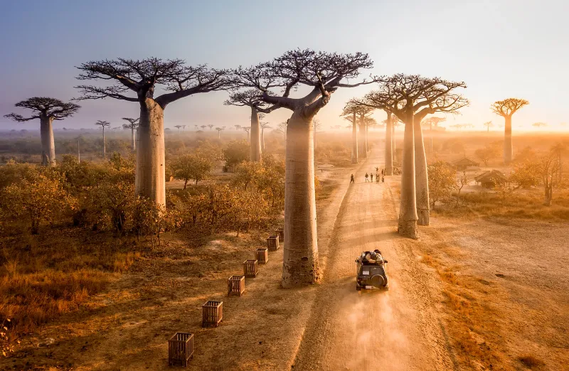 The Avenue of the Baobabs