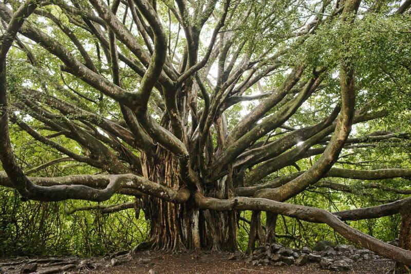 The Banyan Tree of Lahaina