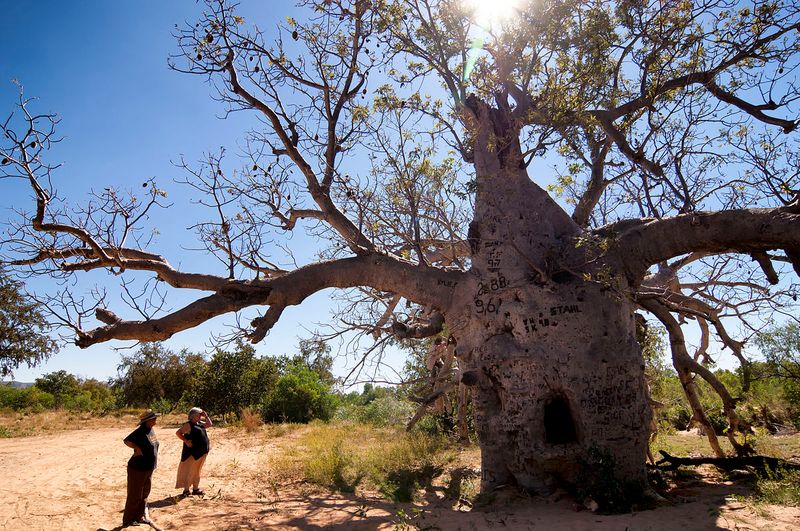 The Boab Prison Tree