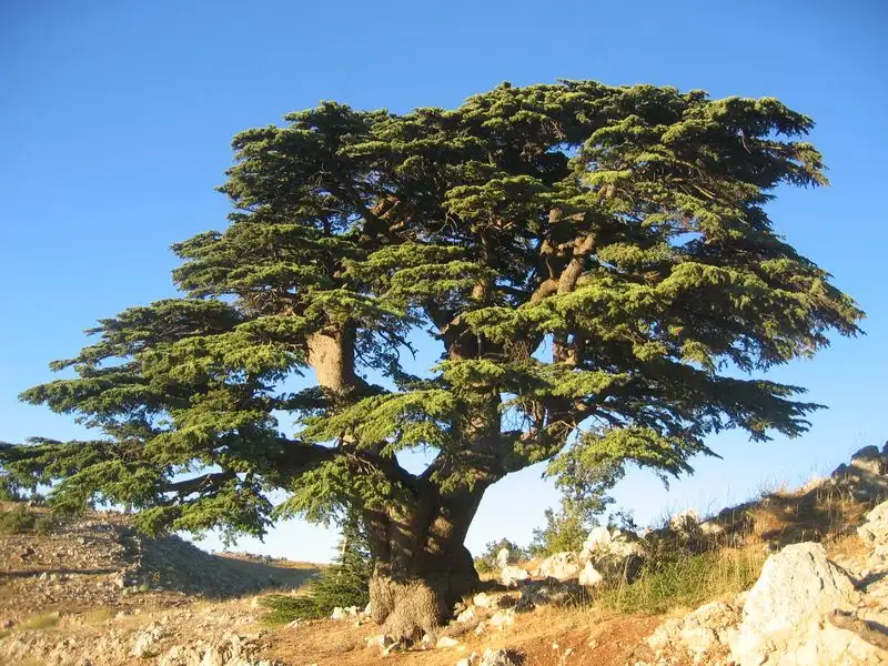 The Cedar of Lebanon