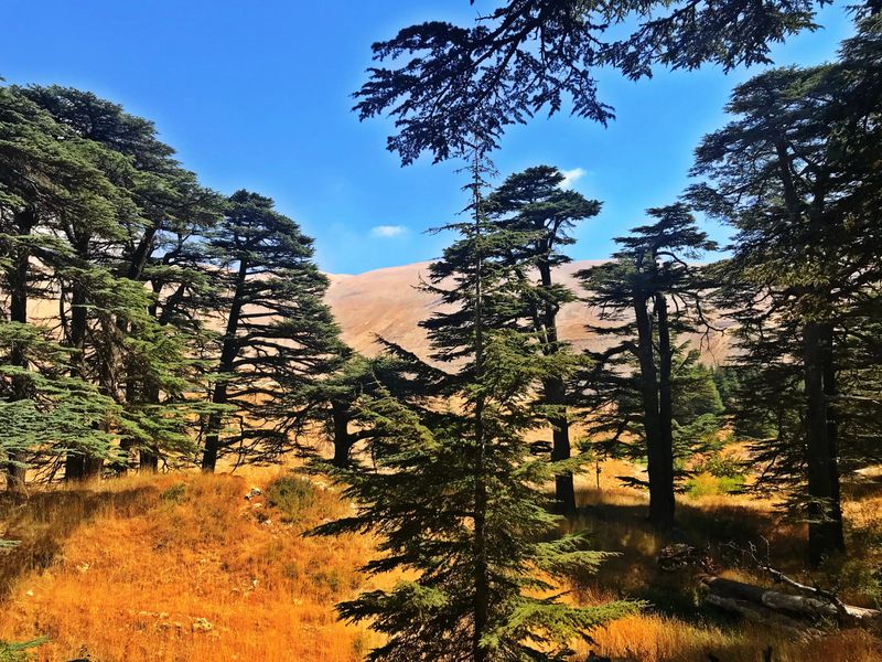 The Cedars of God