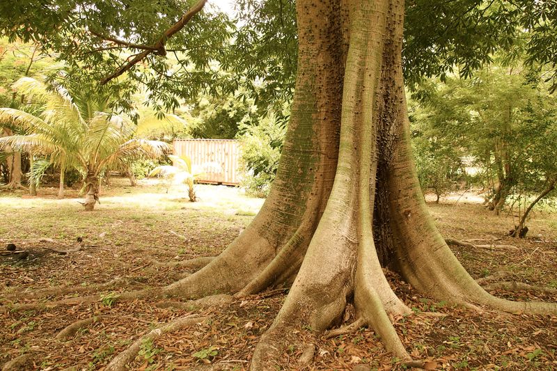 The Cotton Tree