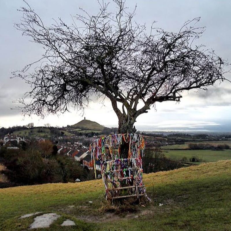 The Glastonbury Thorn