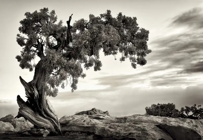 The Juniper Tree, Navajo Nation