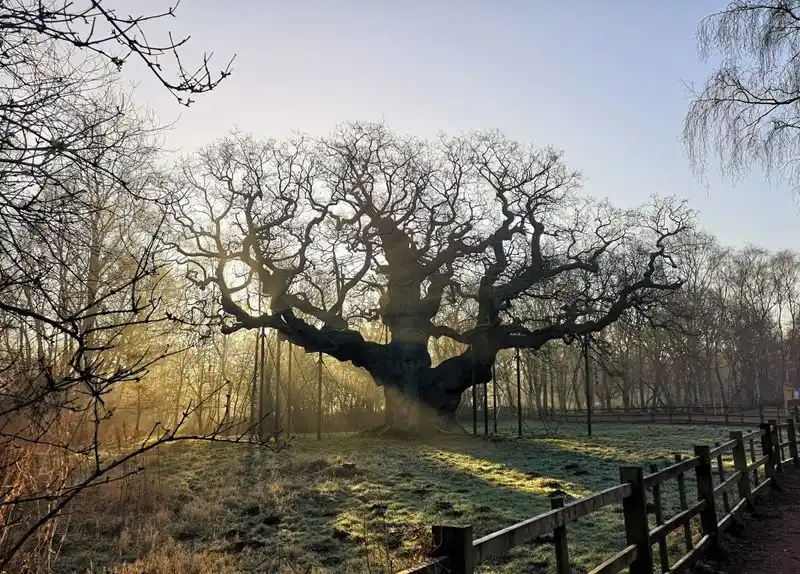 The Major Oak