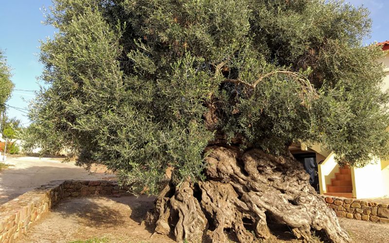 The Olive Tree of Vouves