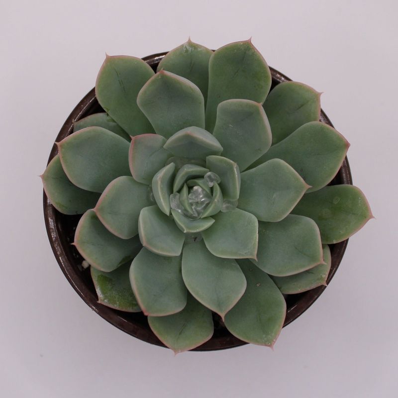 The Origins of Echeveria 'Rainbow'