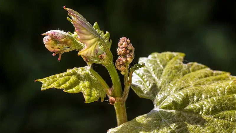The Plant That Sings