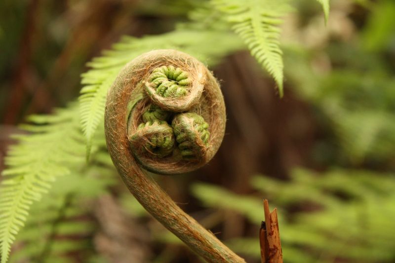 The Silver Fern