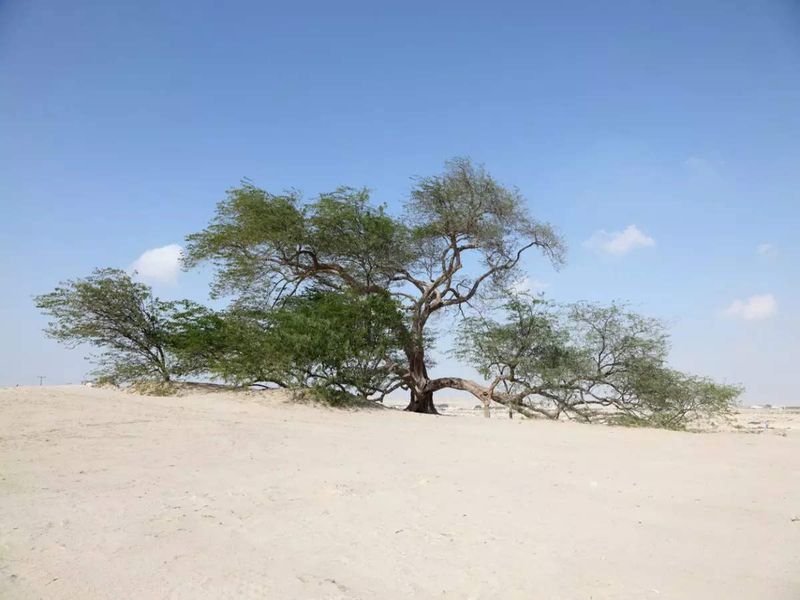 The Tree of Life (Bahrain)