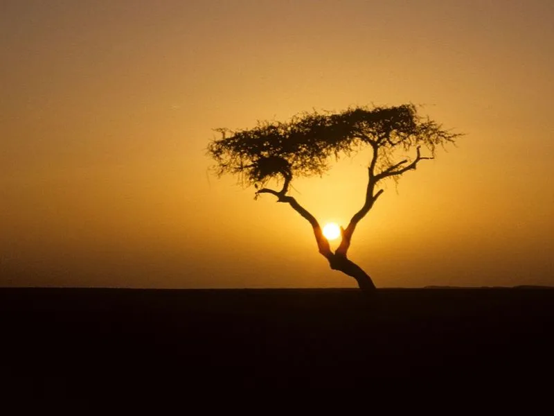 The Tree of Ténéré