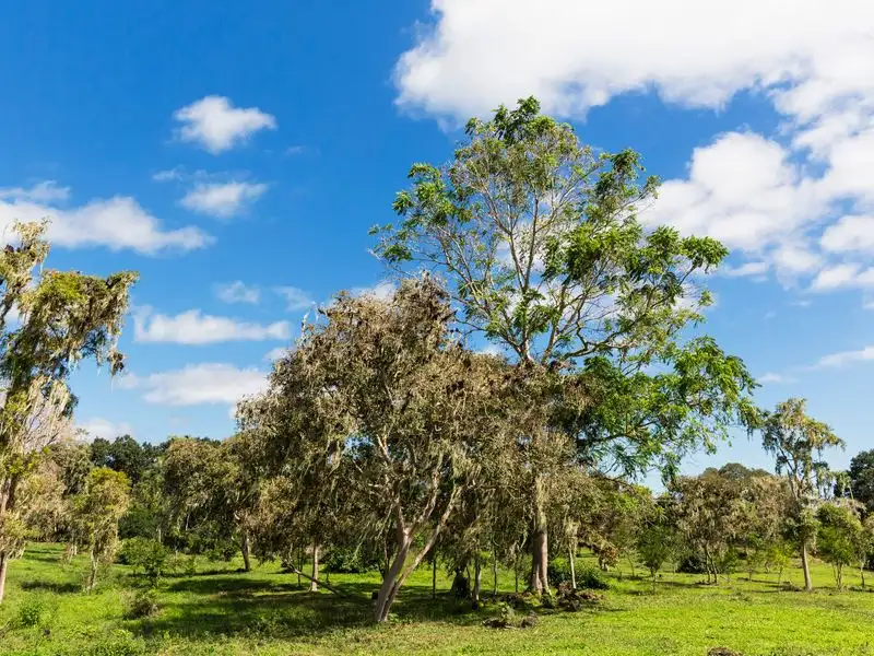 The Unassuming Killer Tree