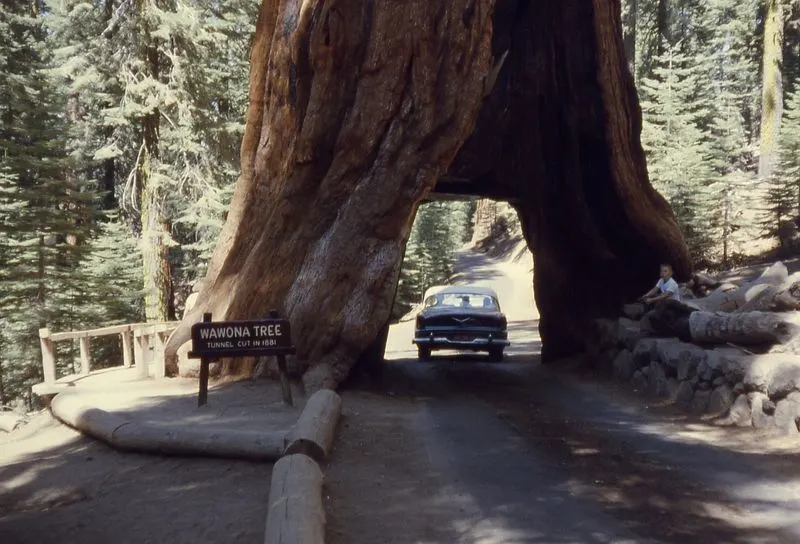 The Wawona Tree