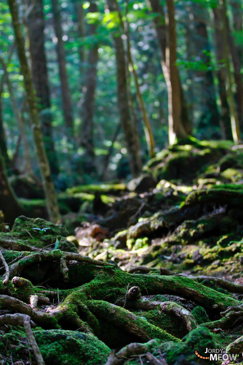 The Whispering Pine of Aokigahara