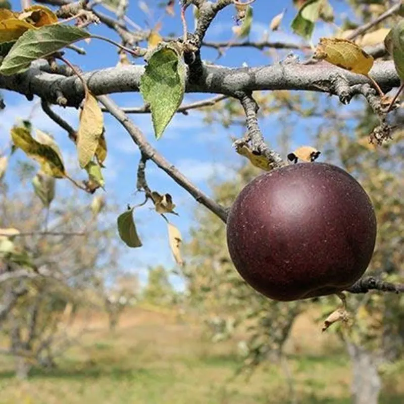 Thin Fruit for Better Quality