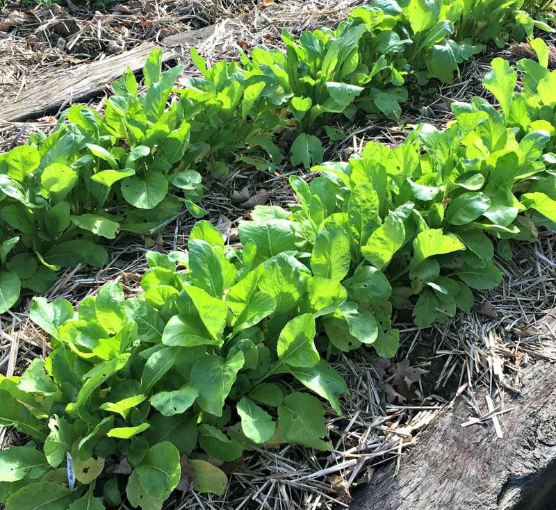 Thin Seedlings