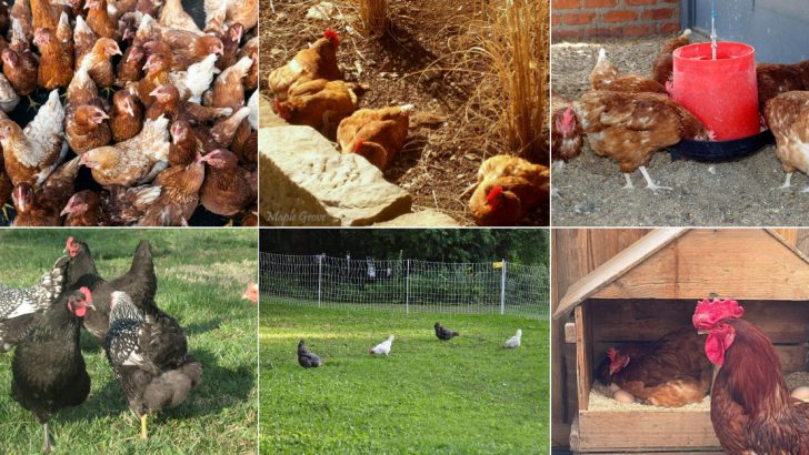 12 Things You’re Doing That Your Backyard Chickens Absolutely Hate