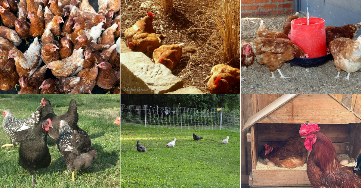 Things You're Doing That Your Backyard Chickens Absolutely Hate