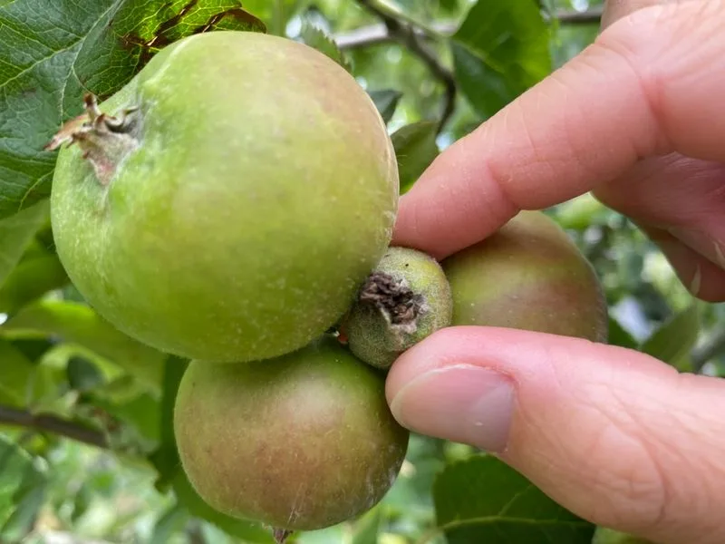 Thinning Fruit