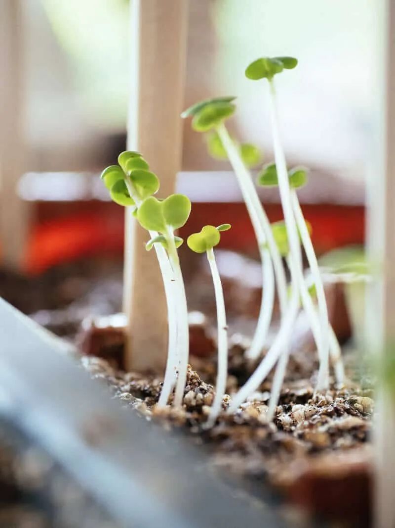 Thinning Out Seedlings