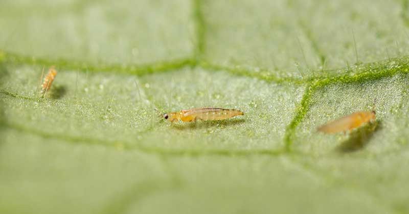 Thrips