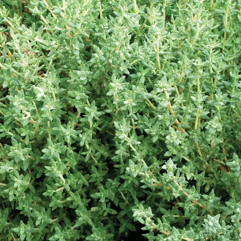 Thyme