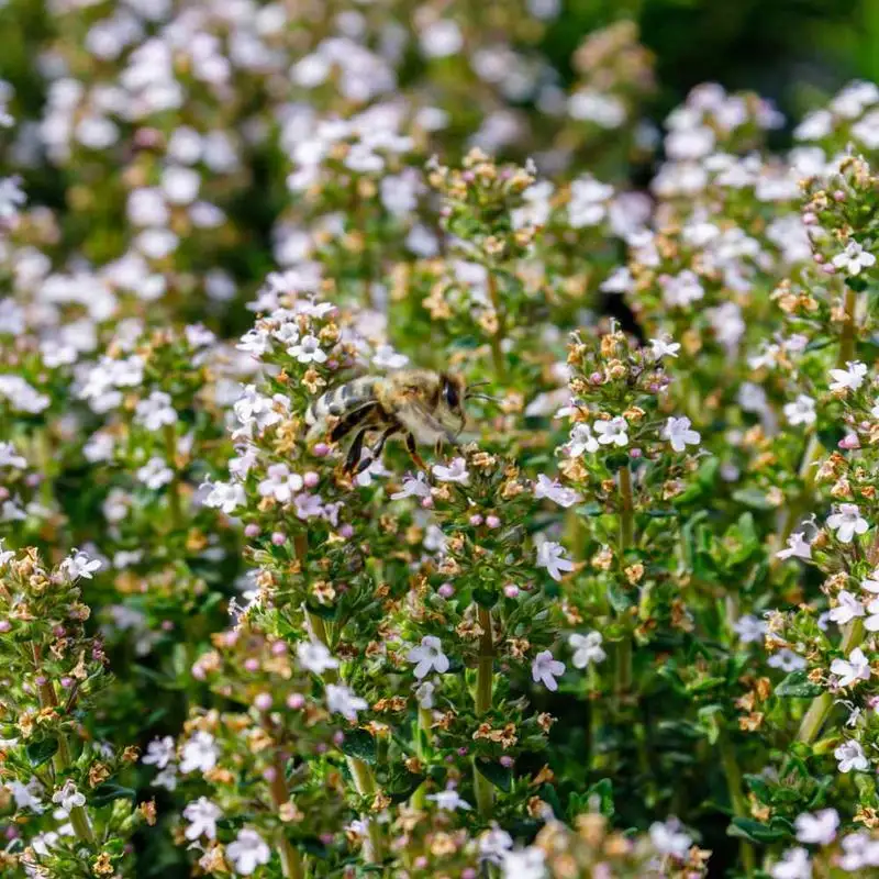 Thyme