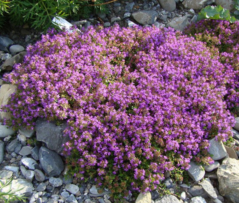 Thyme (Thymus serpyllum)