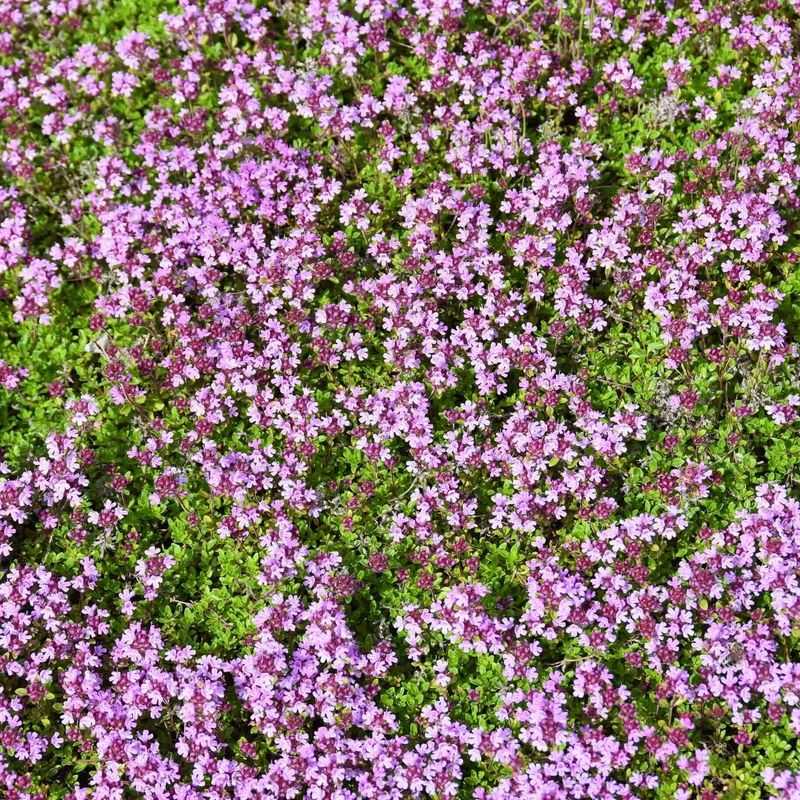 Thyme Tranquility