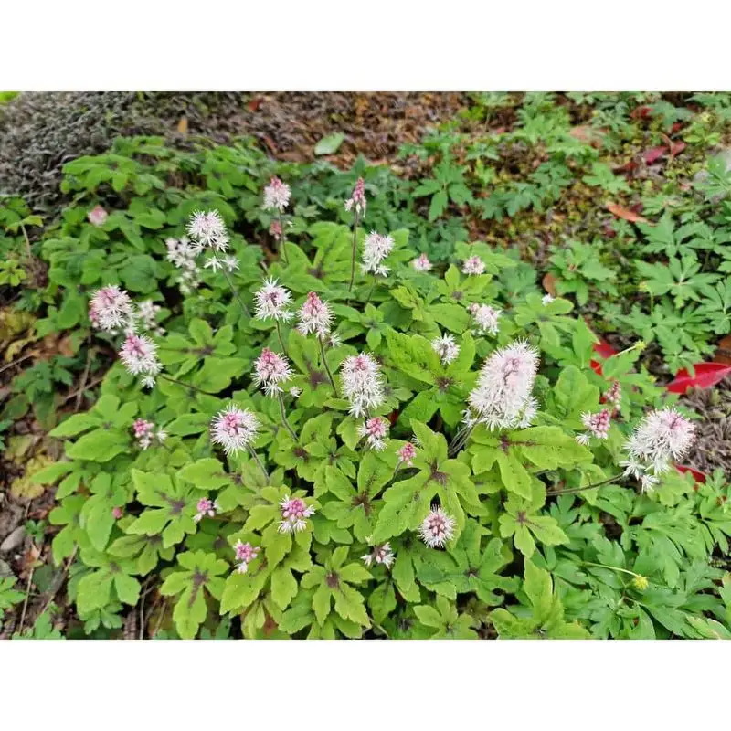 Tiarella