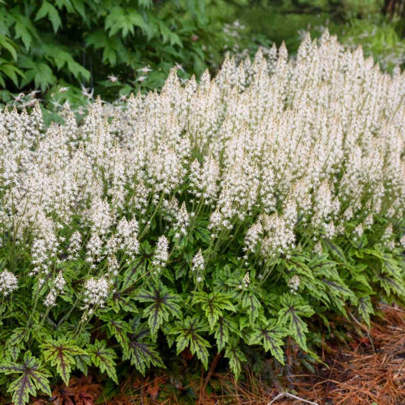 Tiarella