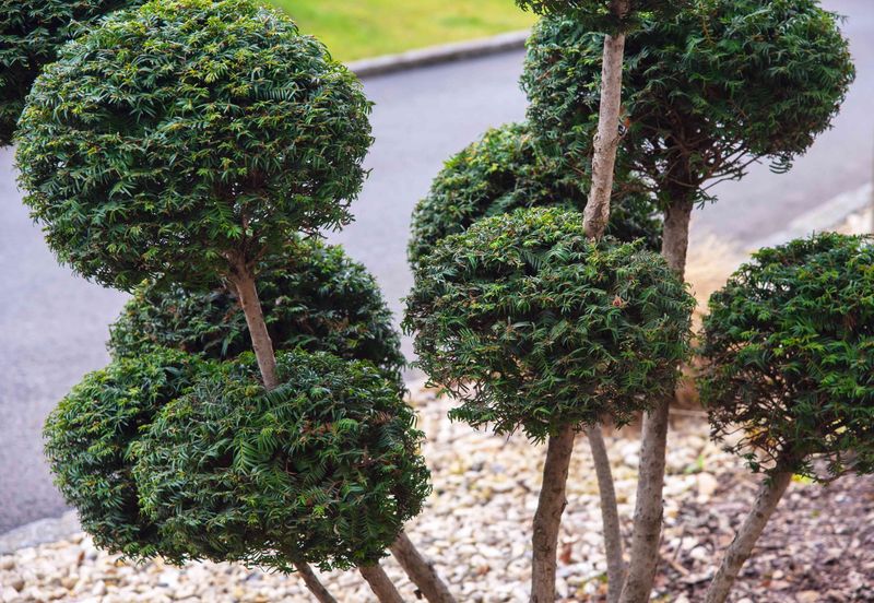 Tiered Boxwood Planting