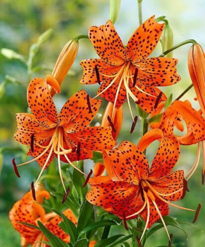 Tiger Lily