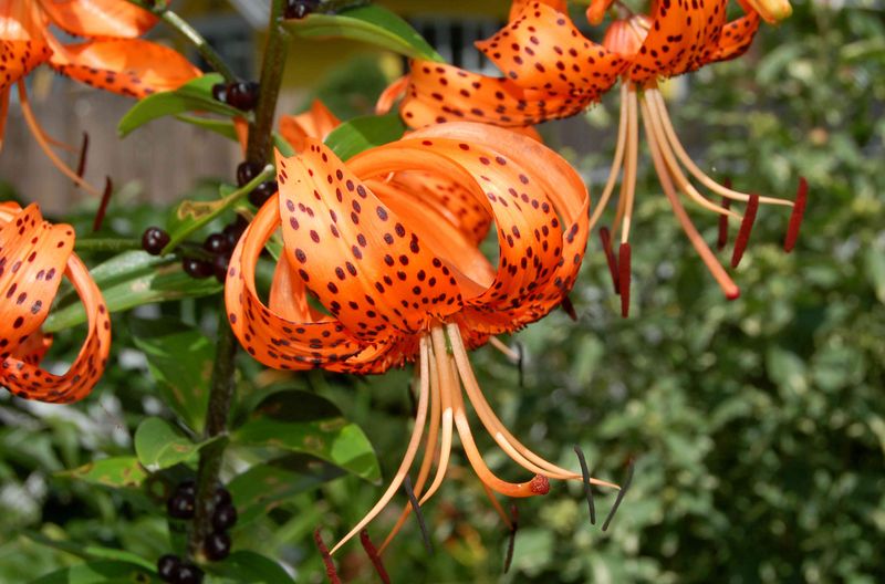 Tiger Lily