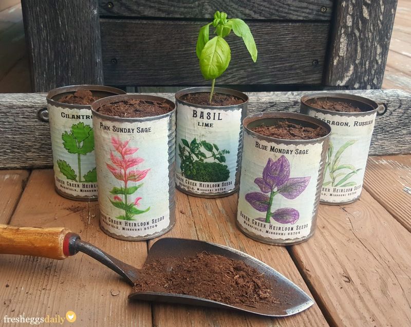 Tin Can Herb Garden