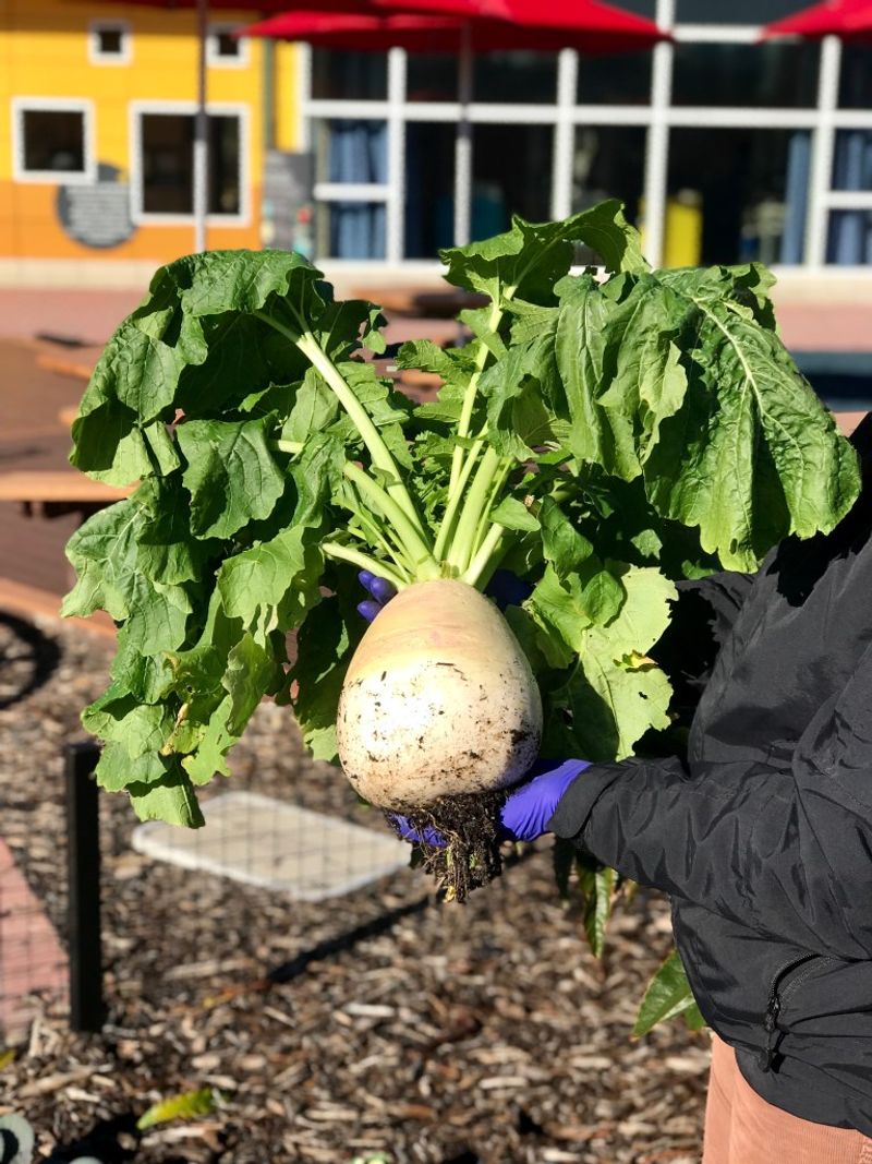 Titanic Turnip