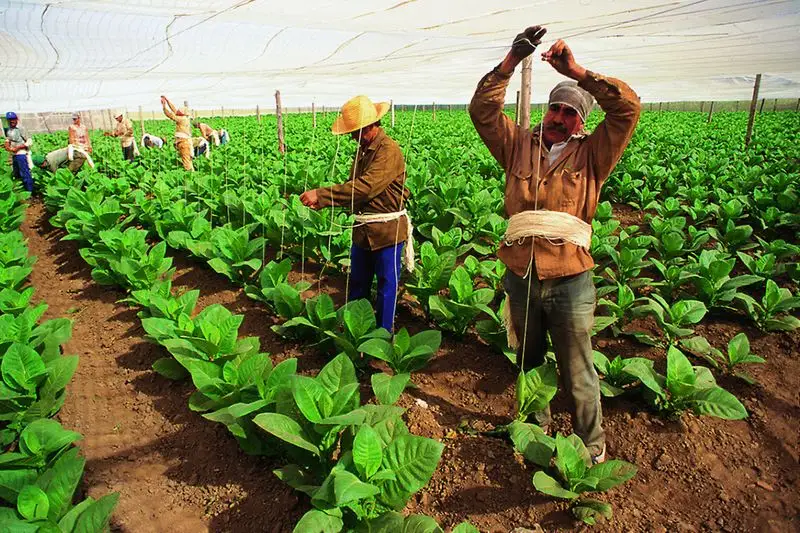 Tobacco from Cuba
