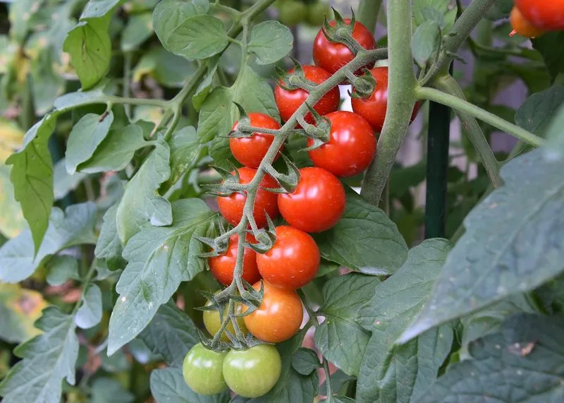 Tomatoes