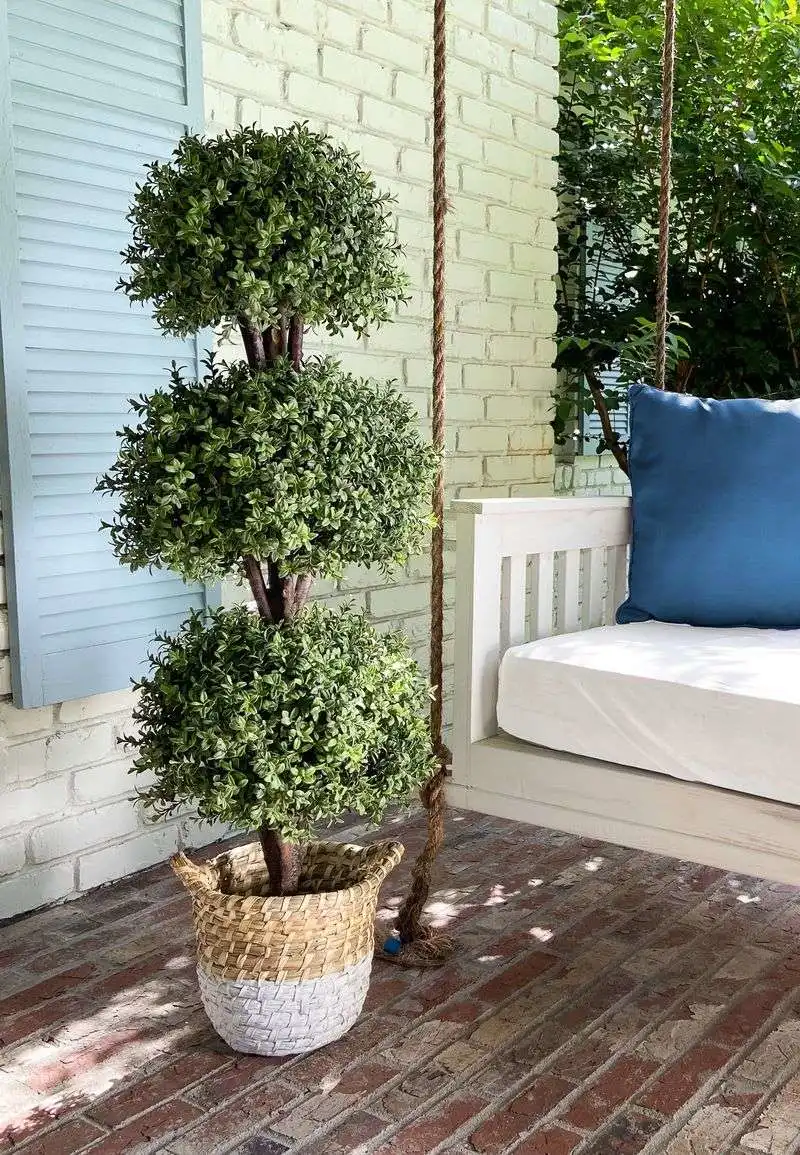 Topiary Boxwood