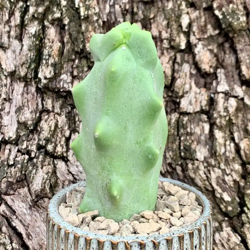 Totem Pole Cactus