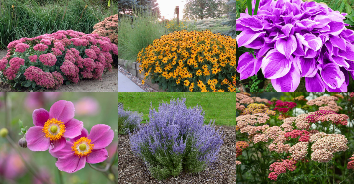 Tough as Nails Perennials That’ll Thrive in the Worst Conditions