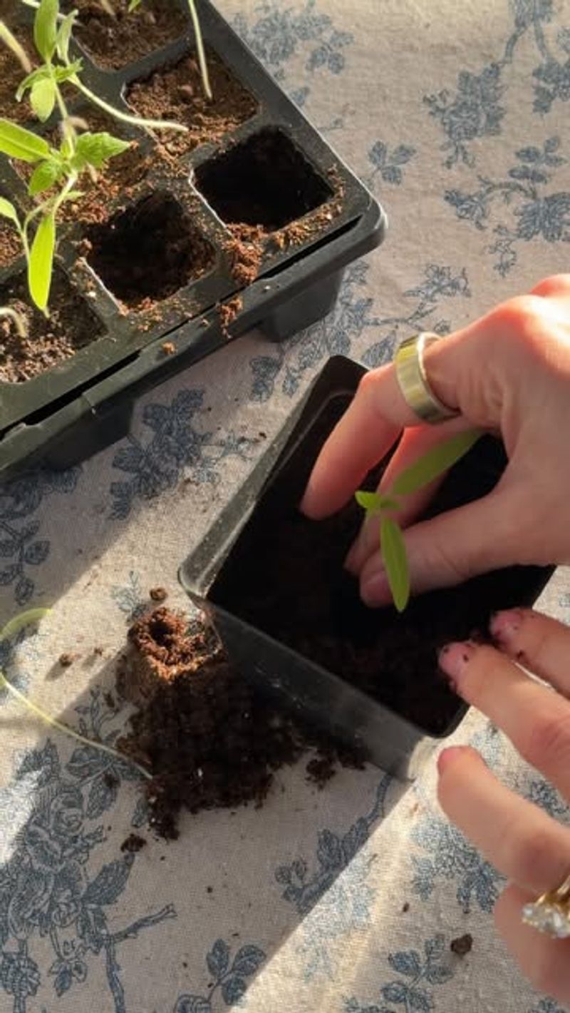 Transplant Seedlings