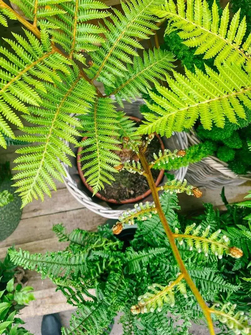 Tree Ferns