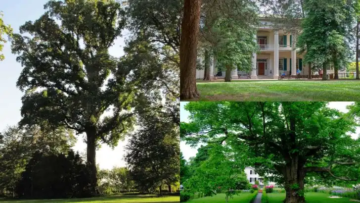 15 Trees Planted by US Presidents (And Where to See Them)