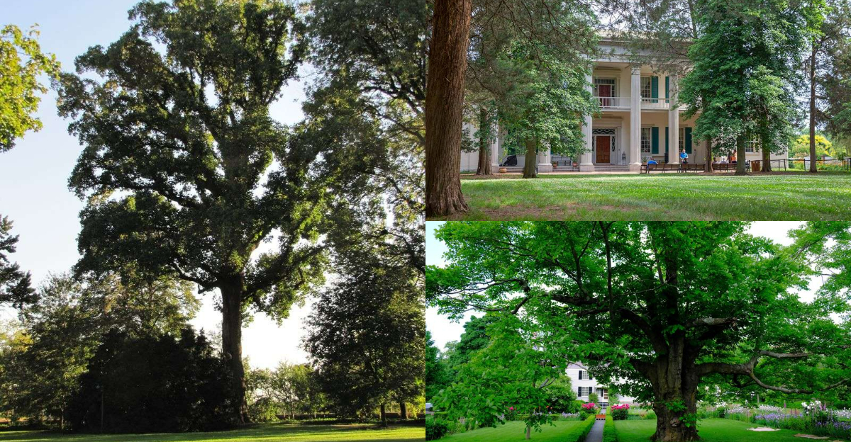 Trees Planted by US Presidents