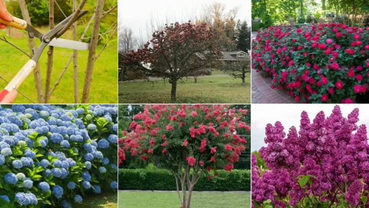 20 Trees and Shrubs That Should Be Pruned in March