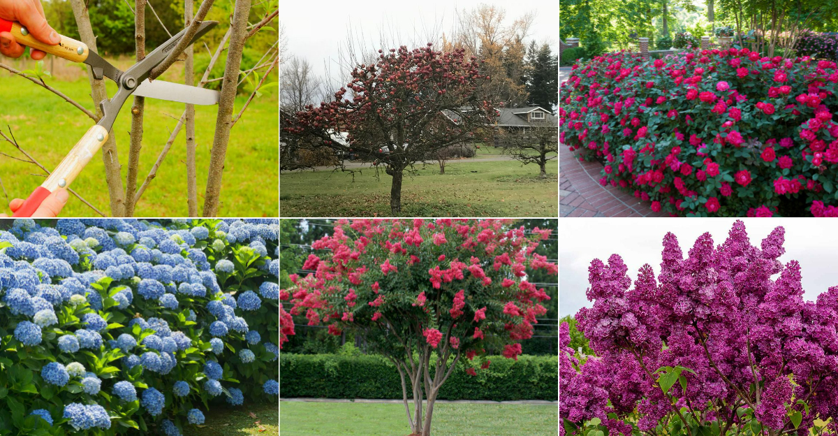 Trees and Shrubs That Should Be Pruned in March