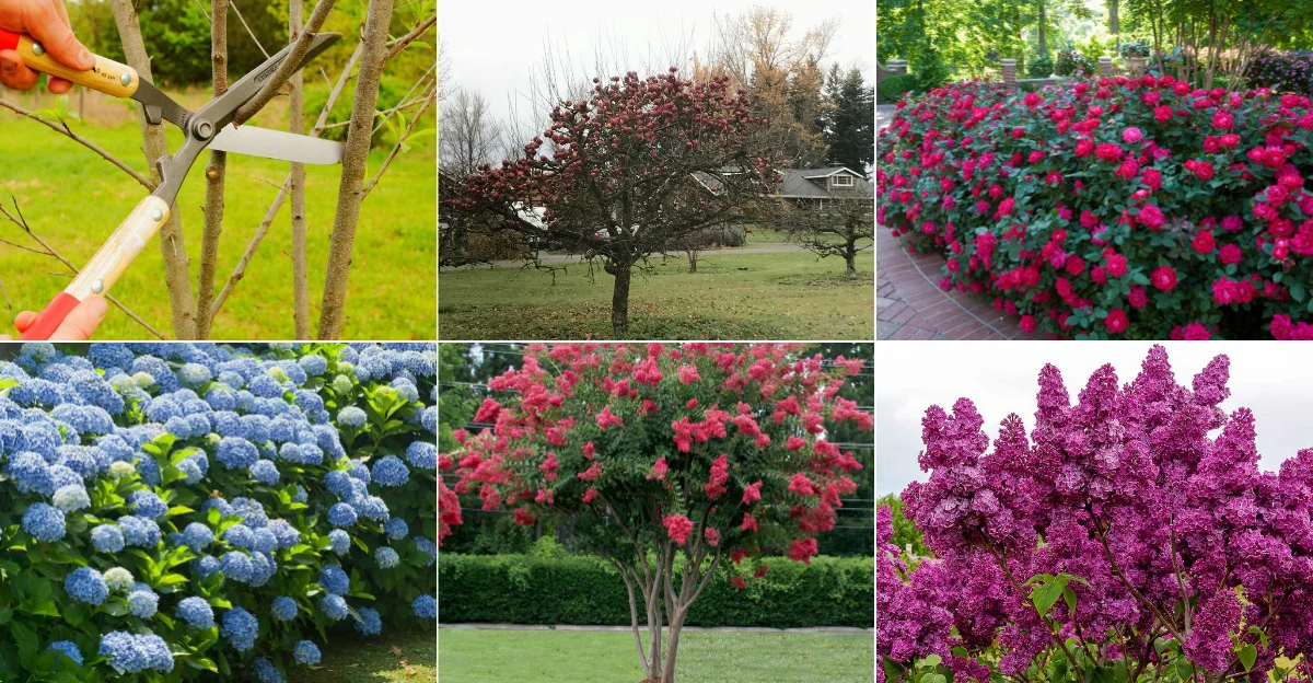 Trees and Shrubs That Should Be Pruned in March