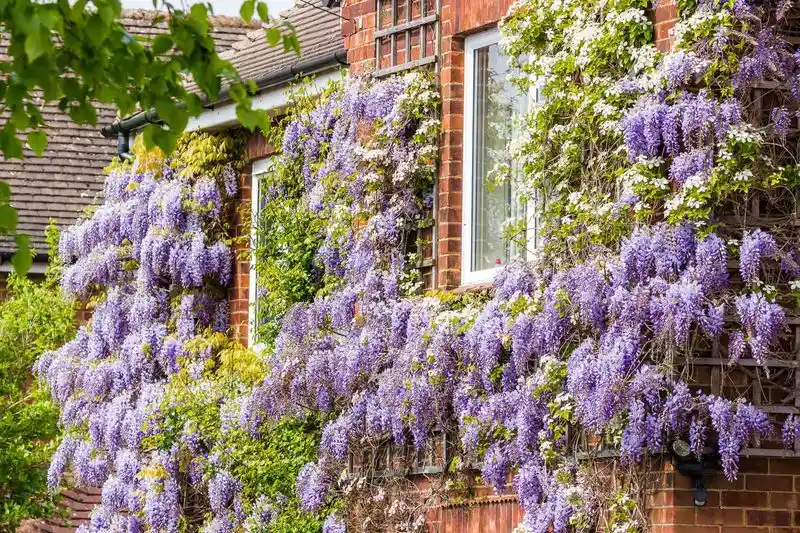Trellis with Climbing Plants